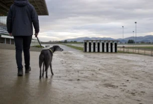 Retired greyhound being led away from an empty New Zealand racetrack after the commercial racing ban